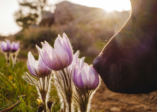 Pet-Friendly Flower Box